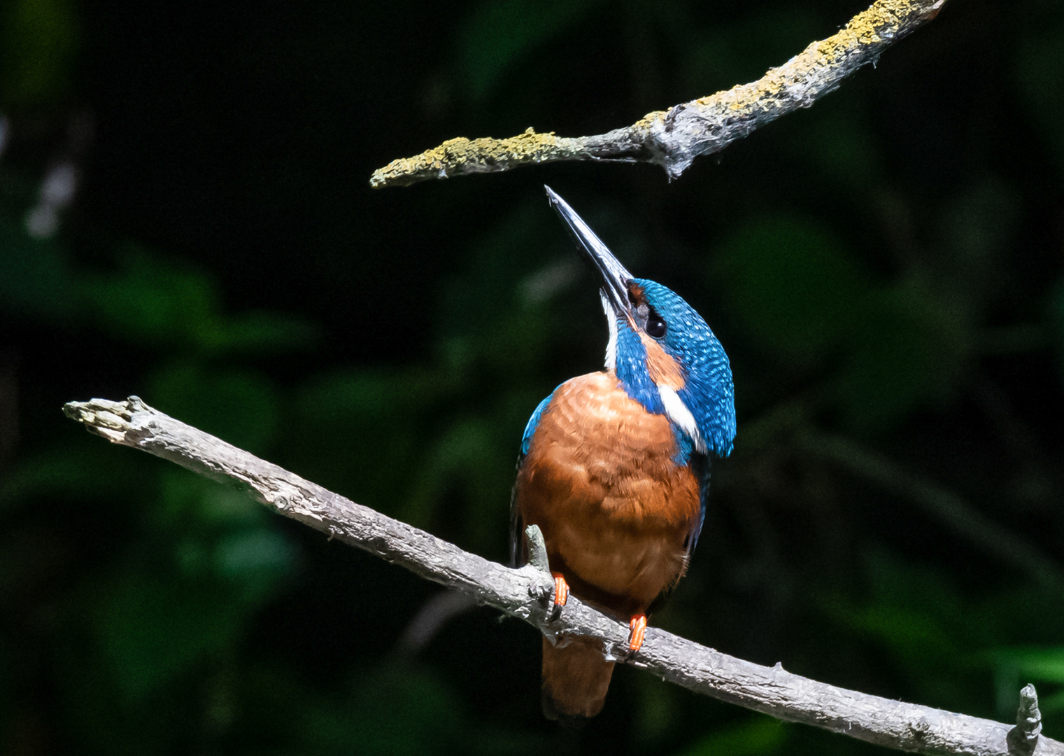 Eisvogel auf dem Ast ...