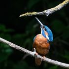 Eisvogel auf dem Ast ...