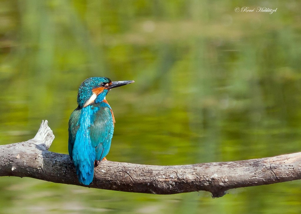 Eisvogel auf dem Ast