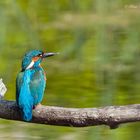 Eisvogel auf dem Ast