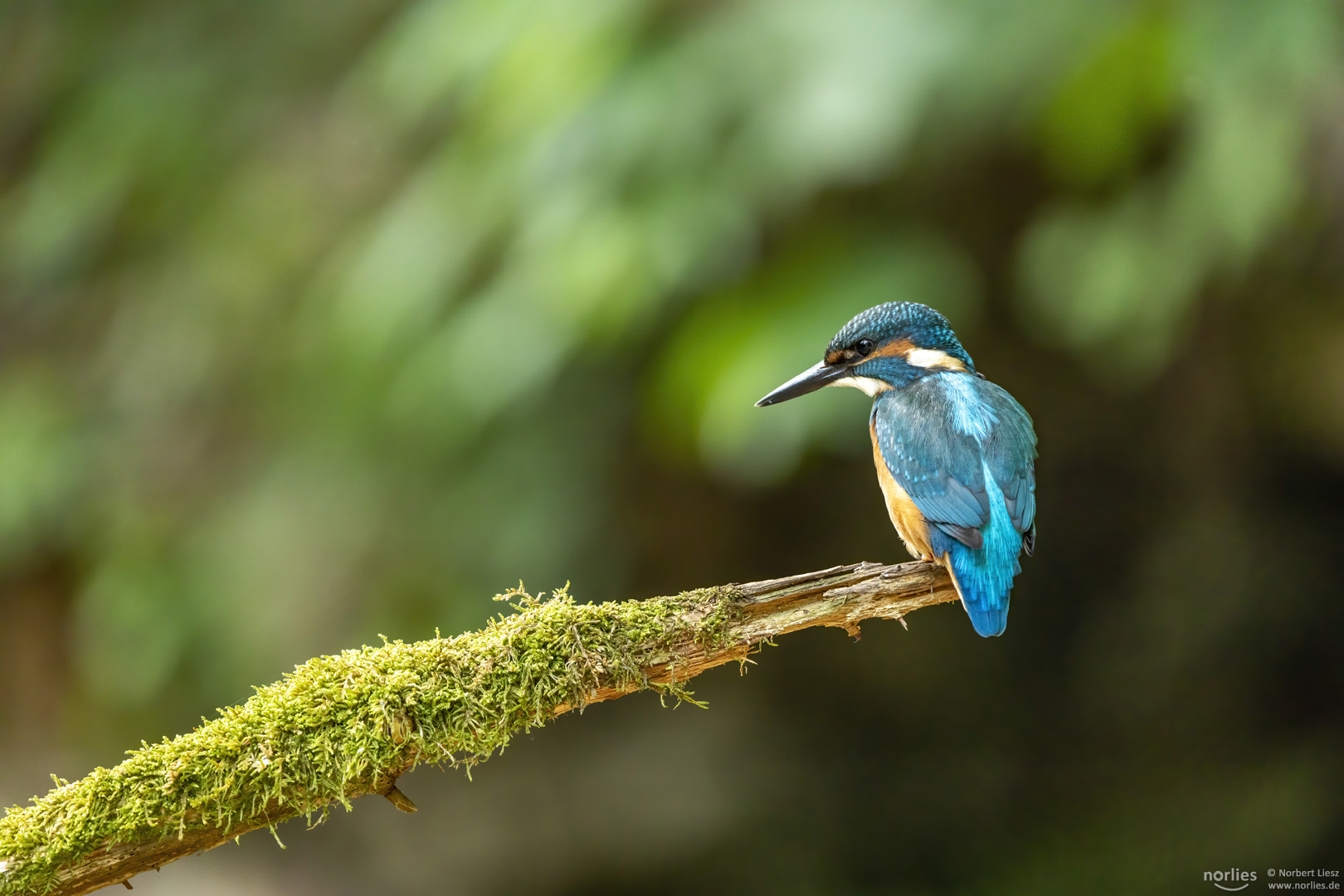 Eisvogel auf dem Ast