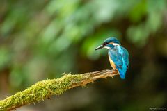 Eisvogel auf dem Ast