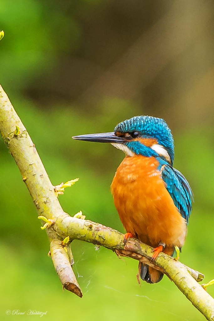 Eisvogel auf dem Ast