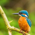 Eisvogel auf dem Ast