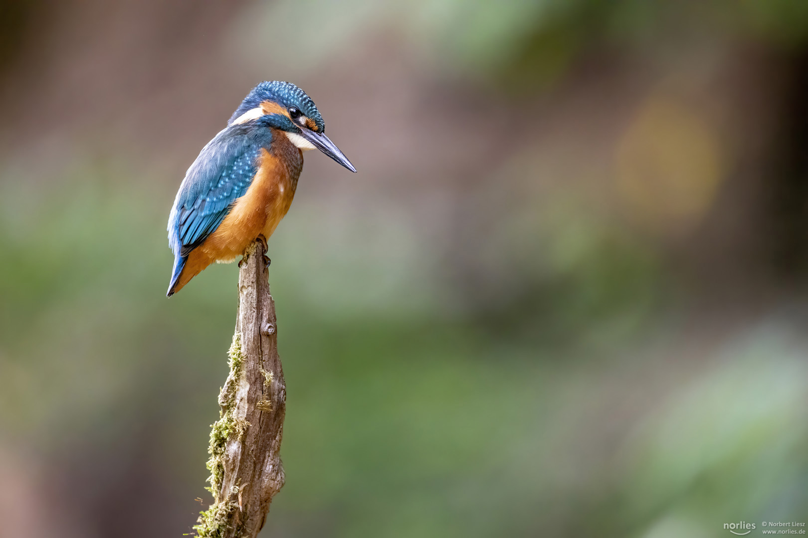 Eisvogel auf dem Ast