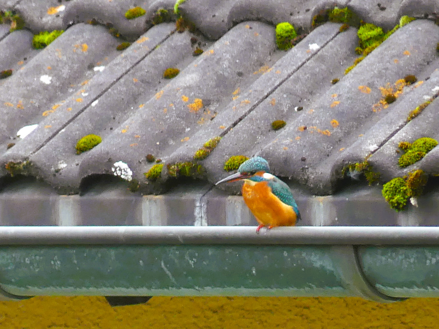 Eisvogel auf dem Aussichtspunkt