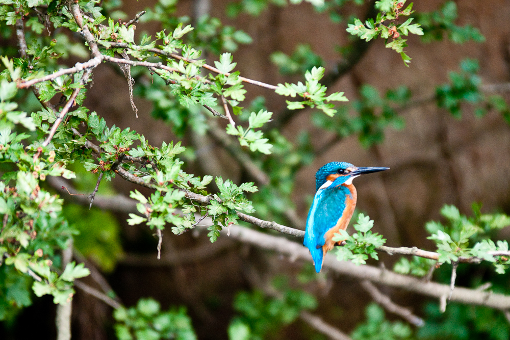 Eisvogel auf dem Avon