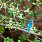 Eisvogel auf dem Avon