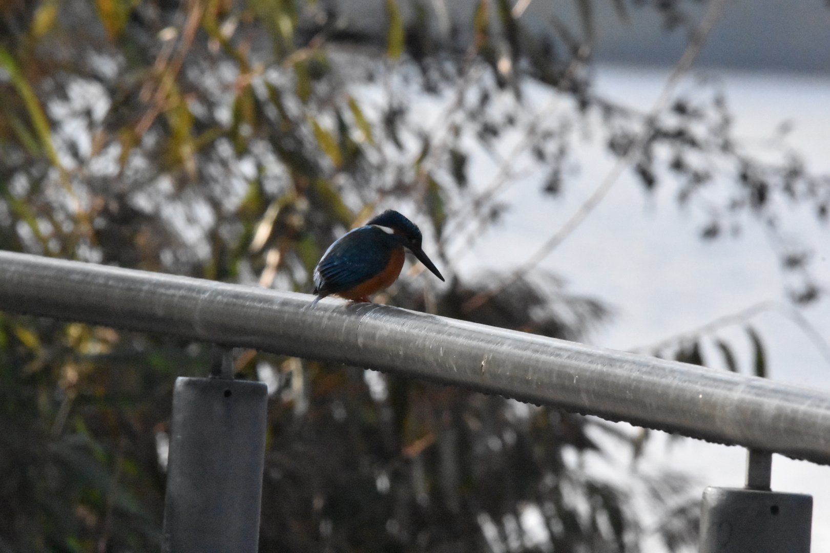 Eisvogel auf dem Geländer