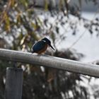 Eisvogel auf dem Geländer