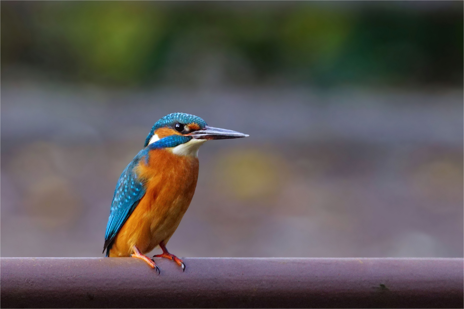 Eisvogel auf dem Geländer 