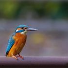 Eisvogel auf dem Geländer 