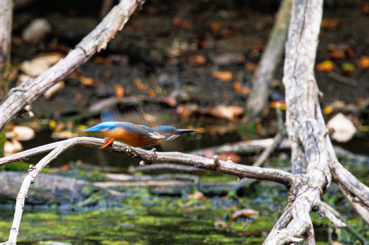 Eisvogel auf dem Weg in's Wochenende