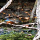 Eisvogel auf dem Weg in's Wochenende