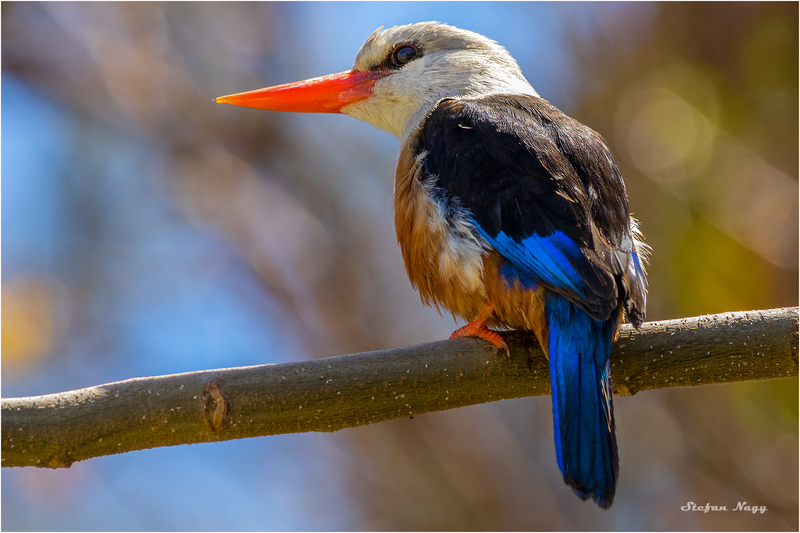 Eisvogel auf den Kap Verden