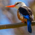 Eisvogel auf den Kap Verden