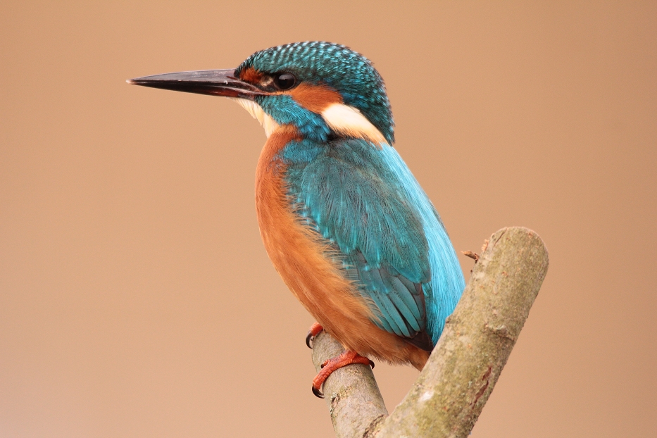 Eisvogel auf der Ansitzwarte