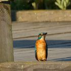 Eisvogel auf der -Brücke