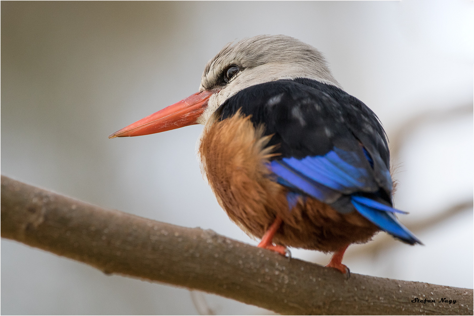 Eisvogel auf der Insel Santiago, Kap Verden 02