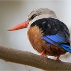 Eisvogel auf der Insel Santiago, Kap Verden 02