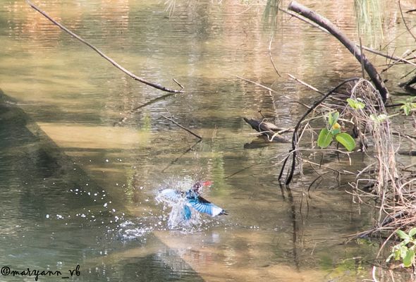 Eisvogel auf der Jagd