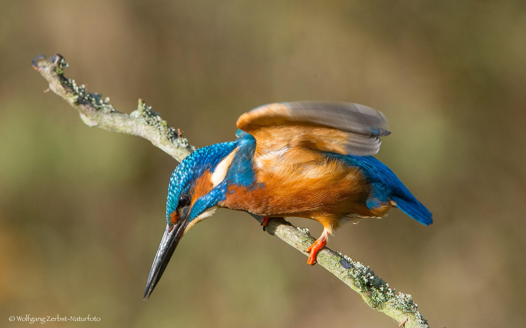  -- Eisvogel auf der Jagd --