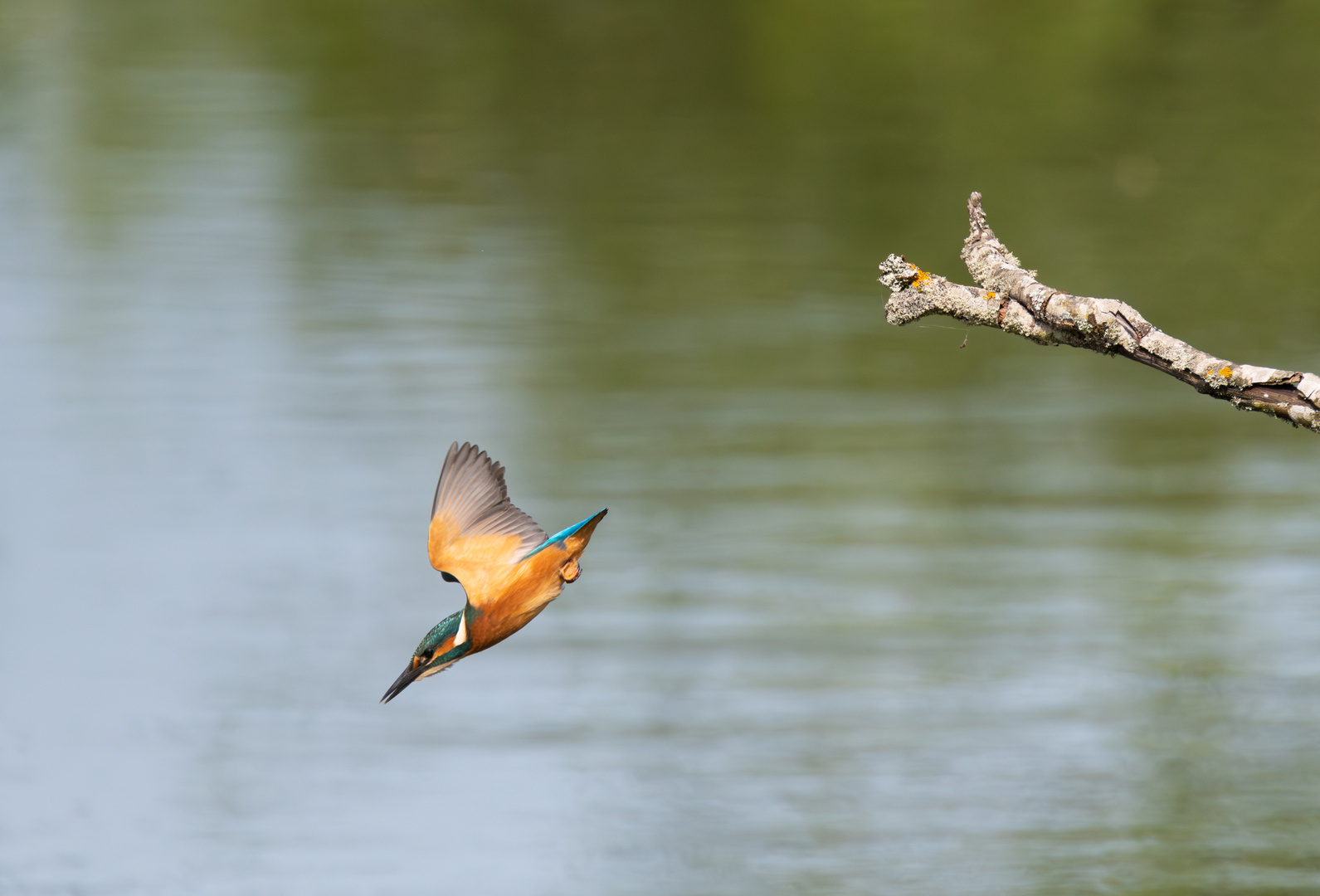 Eisvogel auf der Jagd