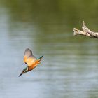 Eisvogel auf der Jagd