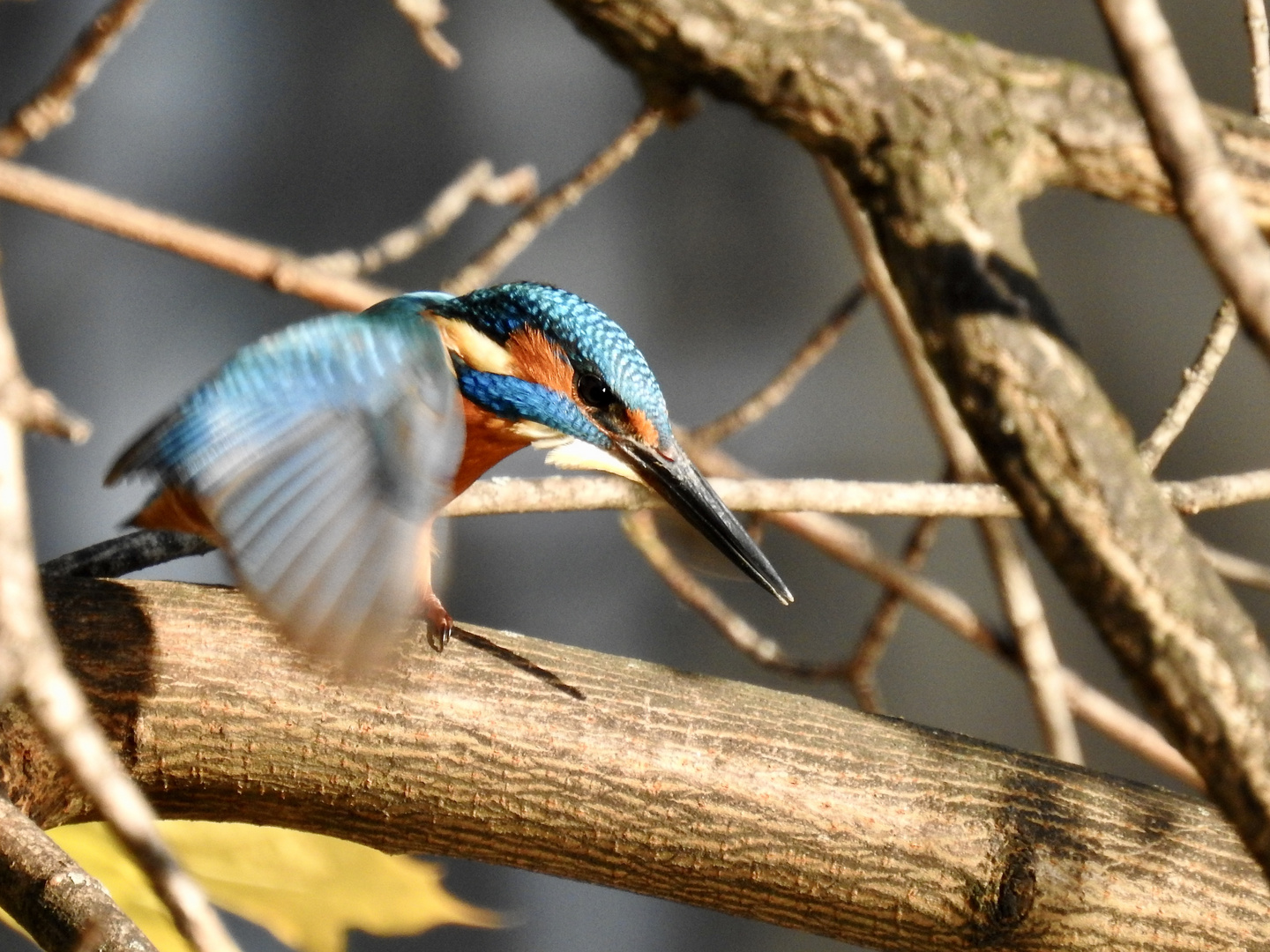 Eisvogel auf der Jagd