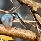 Eisvogel auf der Jagd