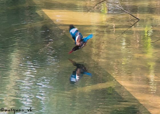 Eisvogel auf der Jagd