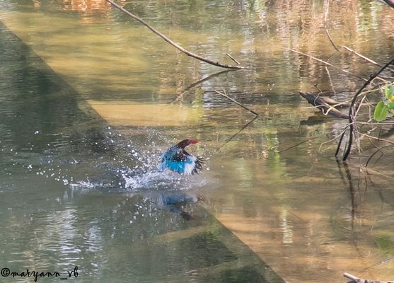 Eisvogel auf der Jagd