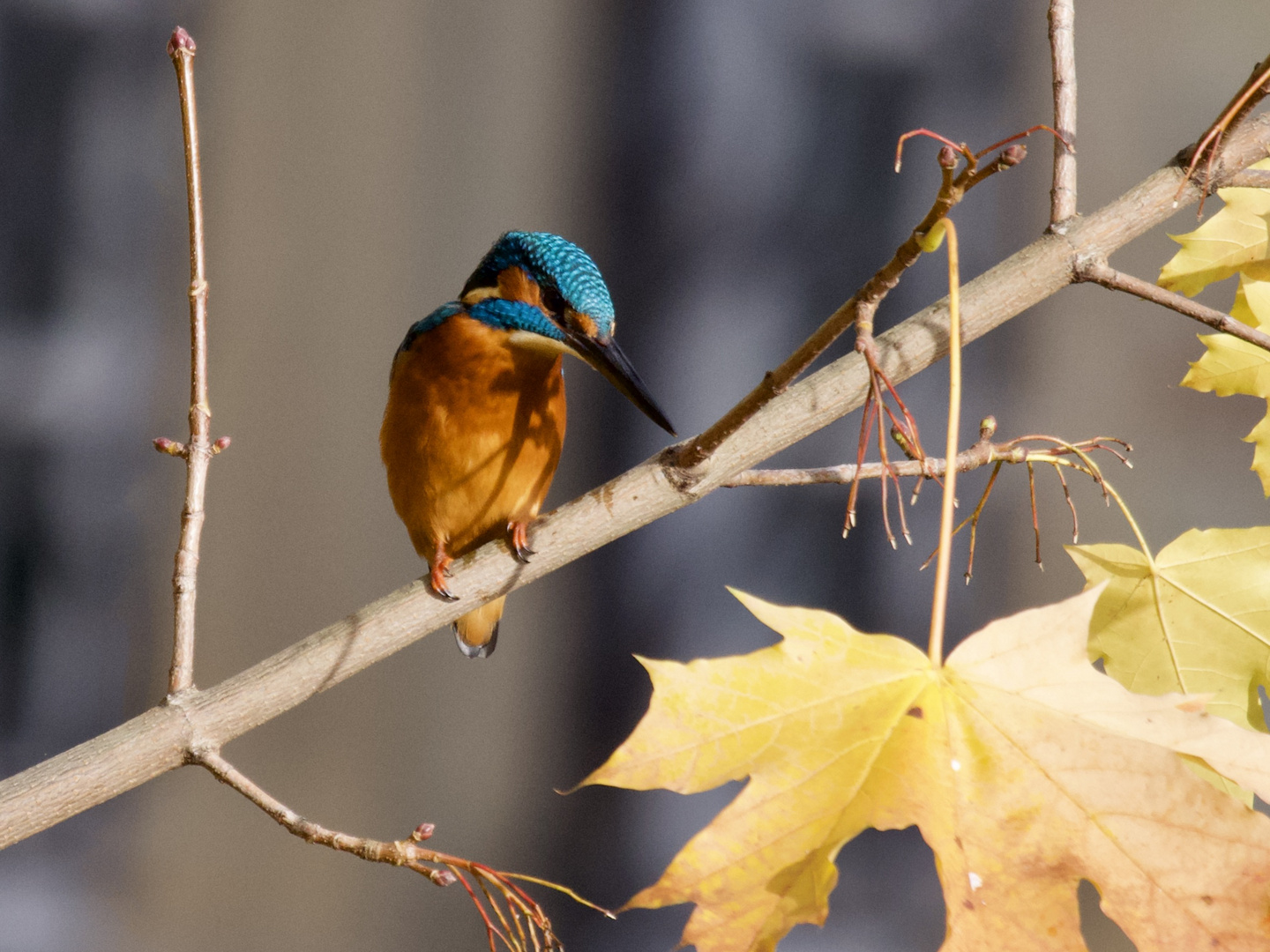 Eisvogel auf der Jagd