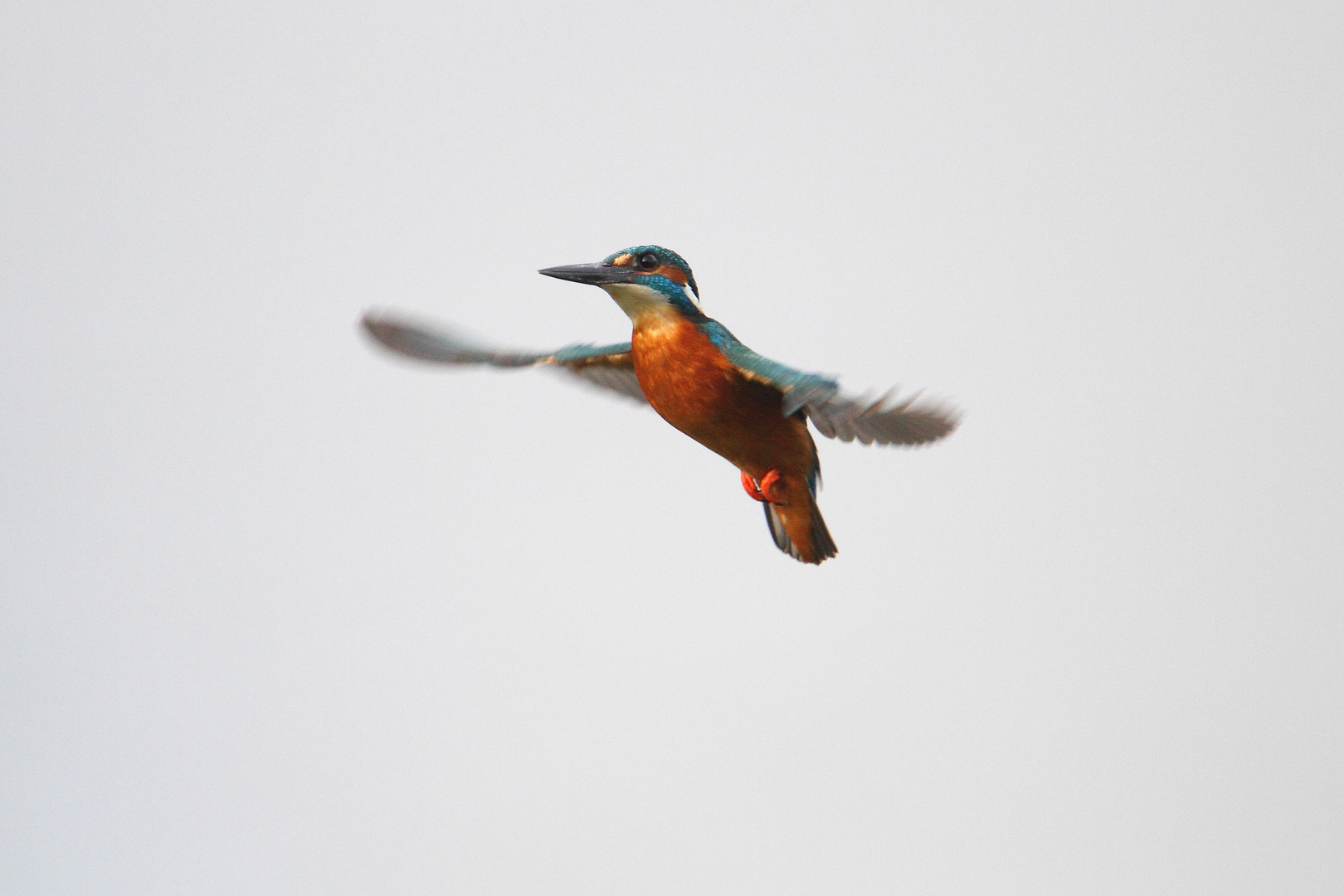 Eisvogel - Auf der Jagd