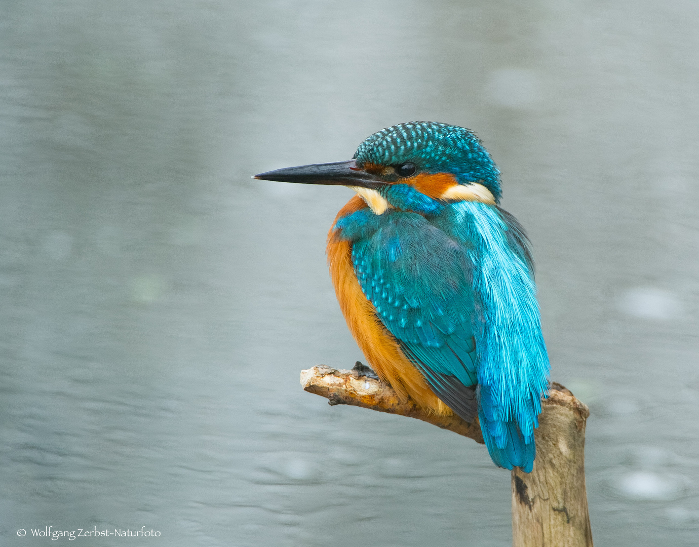 -- Eisvogel auf der Jagd -