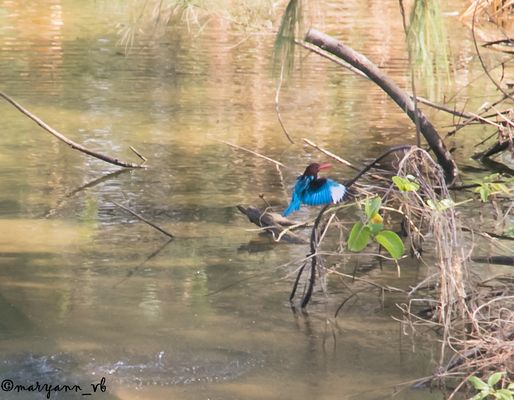 Eisvogel auf der Jagd