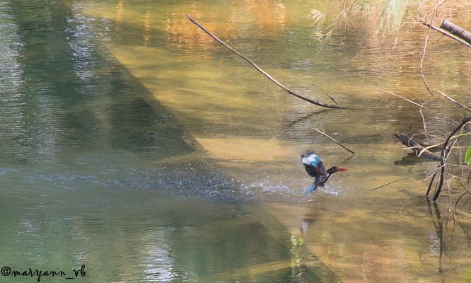 Eisvogel auf der Jagd