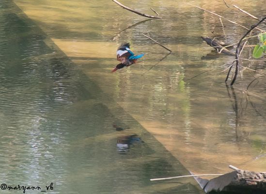 Eisvogel auf der Jagd
