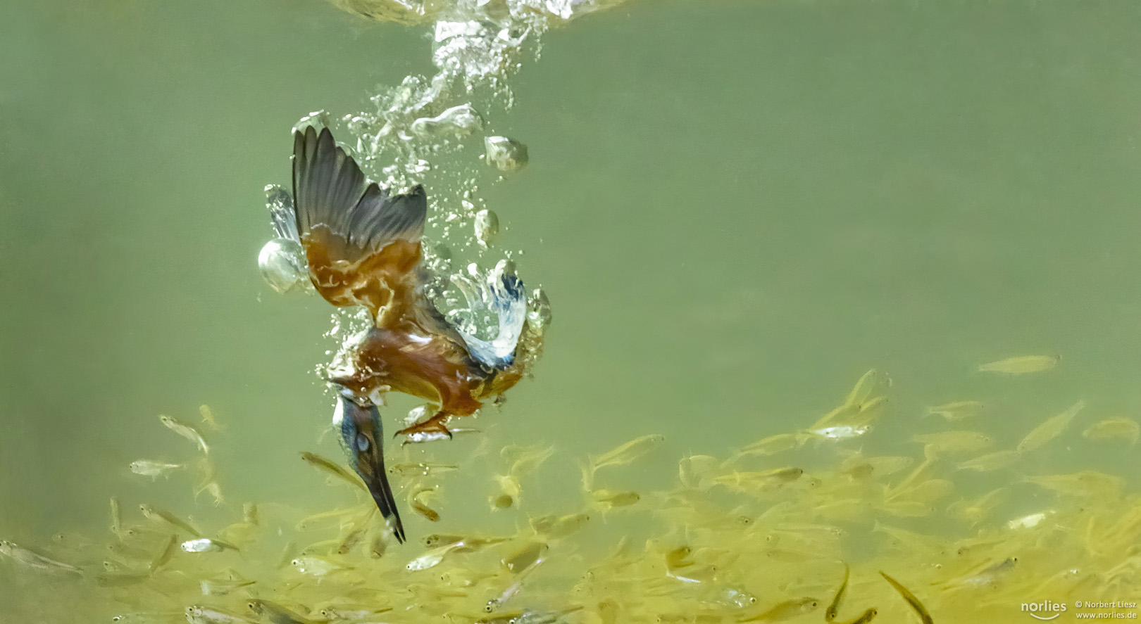 Eisvogel auf der Jagd