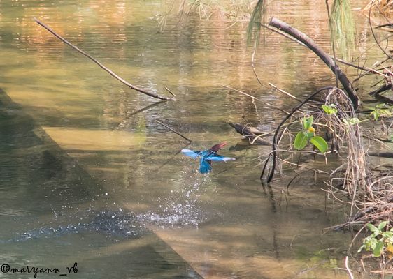 Eisvogel auf der Jagd