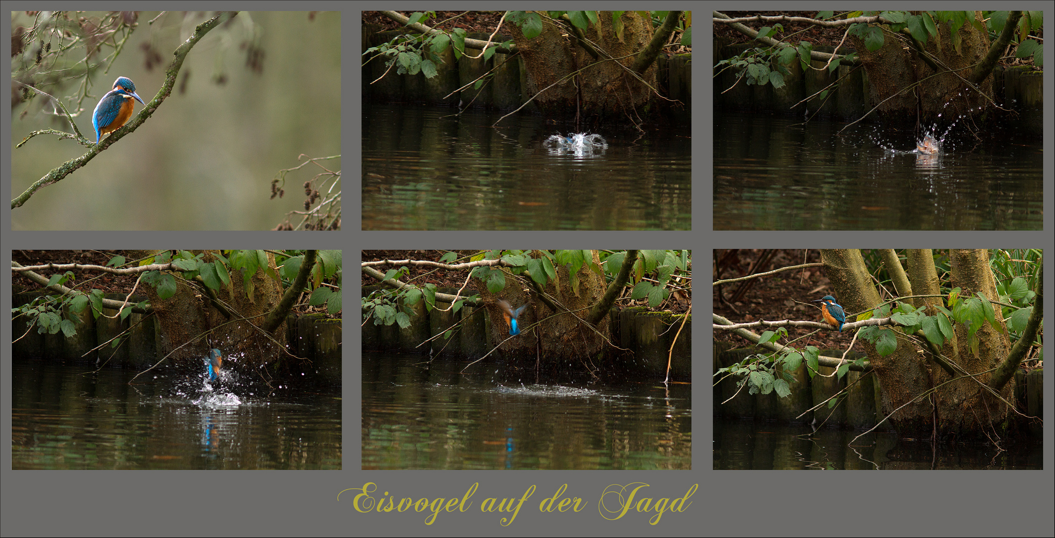 Eisvogel auf der Jagd