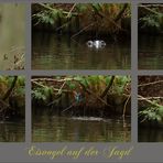 Eisvogel auf der Jagd