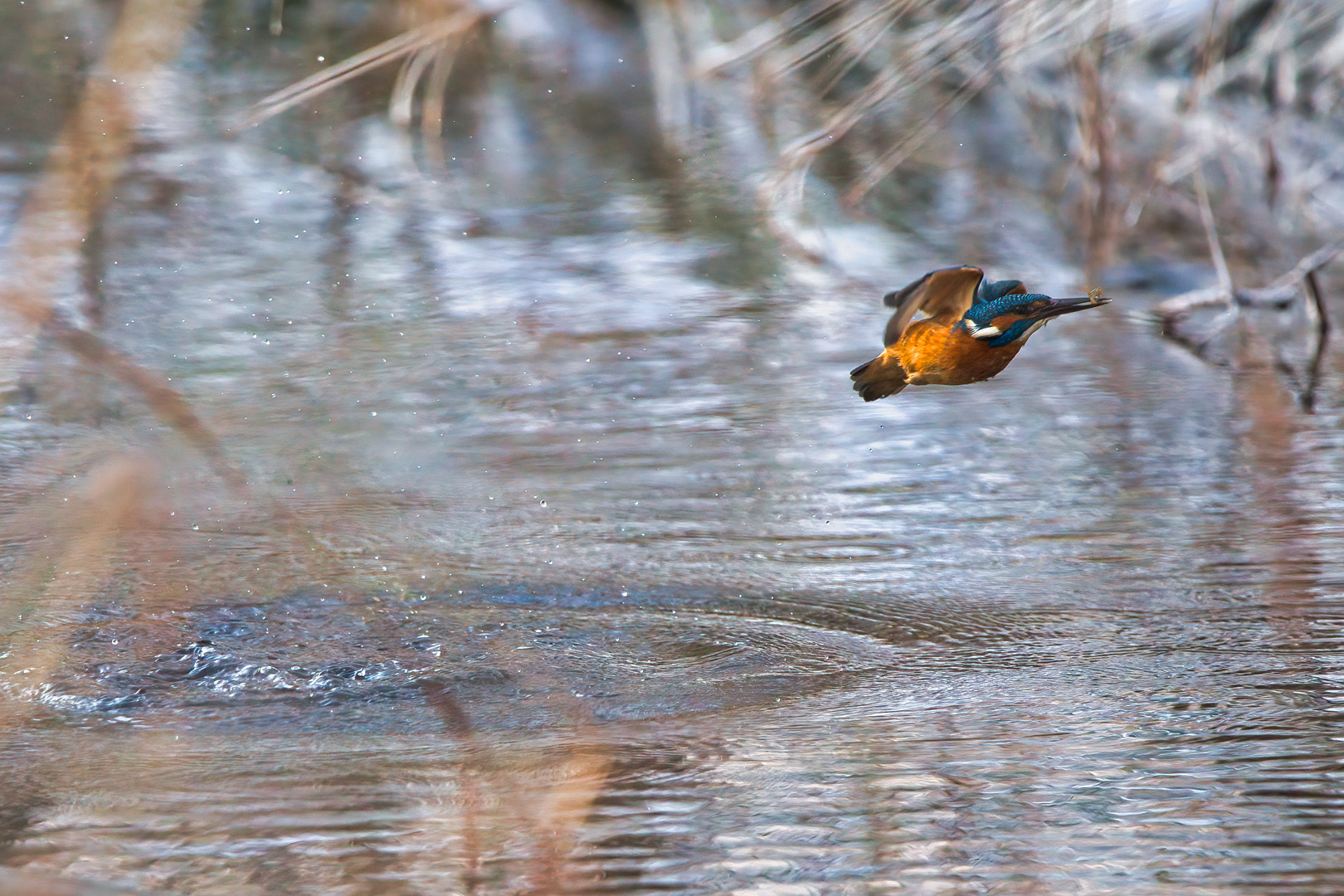 Eisvogel auf der Jagd - erfolgreich!