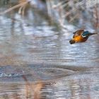 Eisvogel auf der Jagd - erfolgreich!