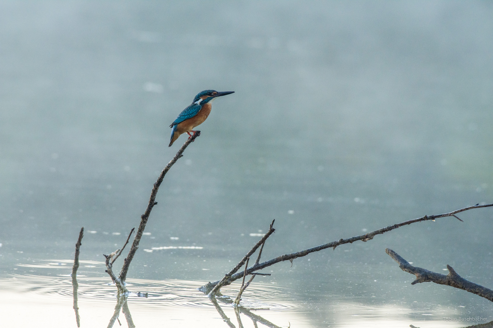 Eisvogel auf der Jagt