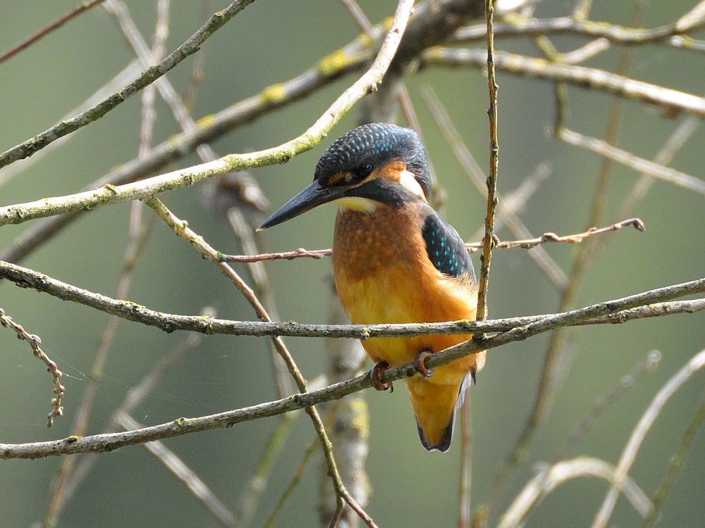 Eisvogel auf der Lauer