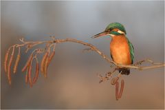 Eisvogel auf der Lauer