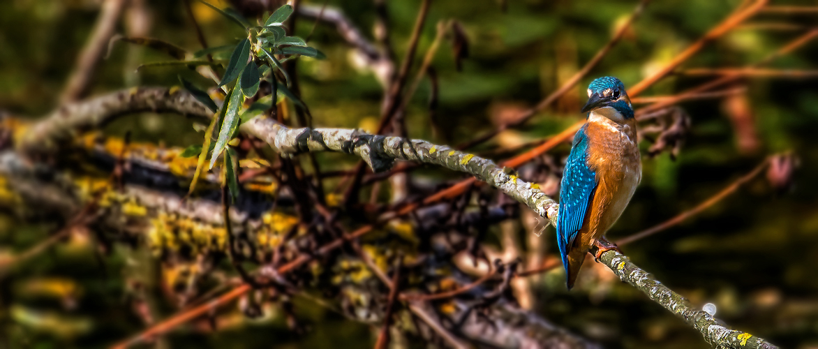 Eisvogel auf der Lauer