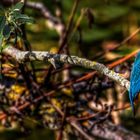 Eisvogel auf der Lauer