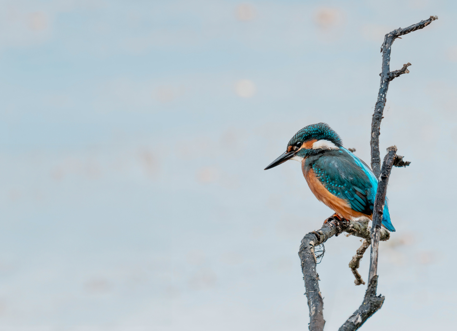 Eisvogel auf der Lauer...